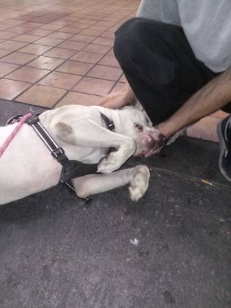 Mezclas de pitbull macho encontradas63677732285057123