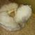 Fox soft mount posable taxidermy 3 thumbnail