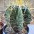 Astrophytum ornatum (star cactus) 3 thumbnail