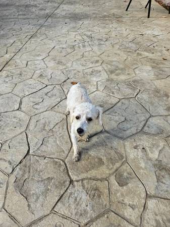 Toy Poodle Needs A Good Home (Triangle)64200663009665123