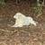 Great Pyrenees 4 thumbnail