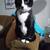 Rehoming female tuxedo cat 3 thumbnail
