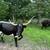 Midsized longhorn cow with bull calf 3 thumbnail