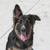 German/Australian Shepherd 1 thumbnail