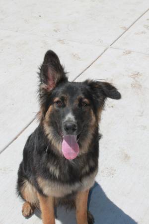 German/Australian Shepherd 1