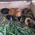 Guinea pigs 1 thumbnail