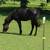 FRIESIAN SPORTHORSE 1 thumbnail