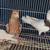 Pigeons 3 thumbnail
