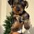 Yorkie Terrier 2 thumbnail