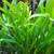 Aquarium Plants 7 thumbnail