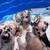 Great Danes 3 thumbnail