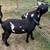 Nigerian dwarf doe 5 thumbnail