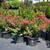 Crape Myrtle, Hydrangea, Barberries, Boxwoods, and more. $18.97 2 thumbnail