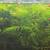 Green Swordtail 3 thumbnail