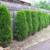 5-6' Thuja Arborvitae Occidentalis Smaragd Emerald Green Cedar hedge 4 thumbnail