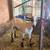Dairy buckling 1 thumbnail