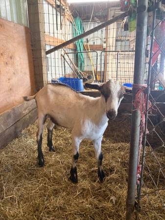 Dairy buckling 1
