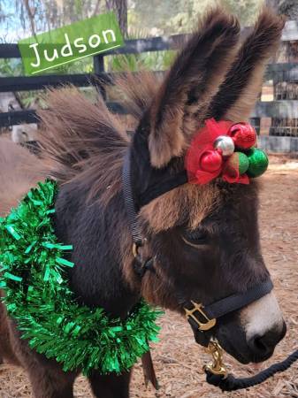 Mini donkey (Ocala)64668315699073121