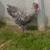 Roosters 3 thumbnail