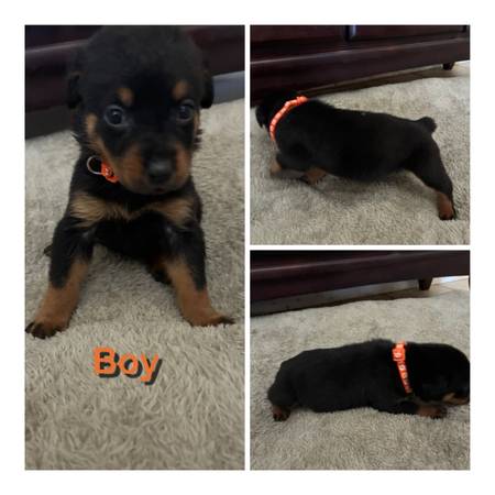 cachorros de Rottweiler (Vallejo)63890025076225124