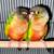 2 Yellow-Sided Green Cheek Conures (1M, 1F). 1 thumbnail