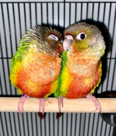 2 Yellow-Sided Green Cheek Conures (1M, 1F). 1