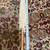 Vintage Bamboo Paper Parasol/Umbrella made w Real Leaves 8 thumbnail