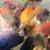 Fish with rehoming fee 7 thumbnail