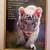 Framed White Tiger Art Picture - Siegfried & Roy 2 thumbnail