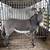 Guard donkey 1 thumbnail