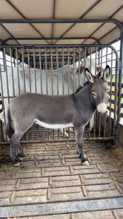 Guard donkey 1