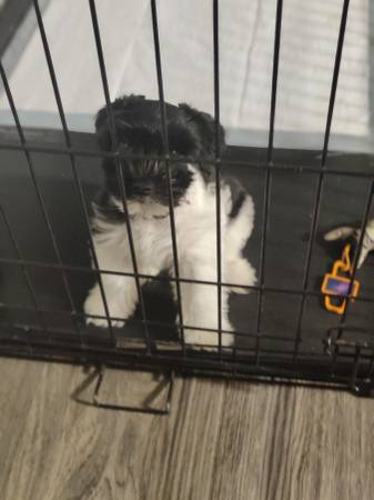 Mini schnauzers (Phoenix)63967146888962121