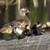 YOUNG WOOD DUCKS 1 thumbnail