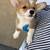 Corgi for Rehoming 5 thumbnail