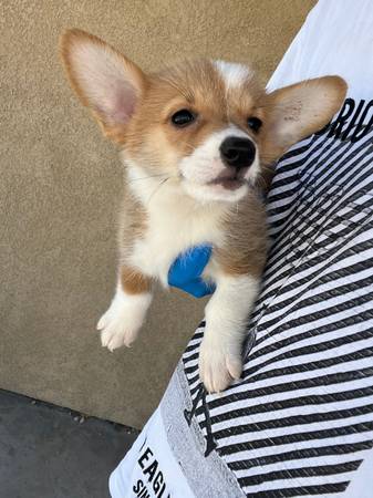 Corgi for Rehoming63819140442627124
