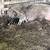 Hogs (2 sows 1 boar) 1 thumbnail