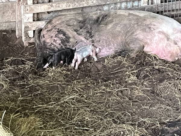 Hogs (2 sows 1 boar) 1
