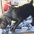 Cute puppies Looking for Loving Homes – Small Rehoming fee 6 thumbnail