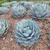 🌵 Parry’s Agave Century Cactus Plants  (Sago Palms too) 7 thumbnail