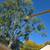 Tree Removal Services 22 thumbnail