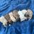 Shih Tzu x Mini Poodle  Beauties!! Rehoming 2 thumbnail