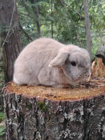 Holland Lops 1