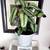 Large leaves plant in a pot, 3 thumbnail