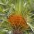 Bismarck seeds/seedlings, Royal Palm, Cabbage palm seedlings and more 1 thumbnail