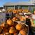 Pumpkins pumpkins 3 thumbnail