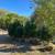 Landscaping Evergreens and Arbrovite 6 thumbnail