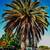 Green View Tree Service 20 thumbnail