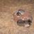 kittens  ready for adoption now 2 thumbnail
