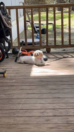 perra shih tzu (Plantersville)63859316923011123