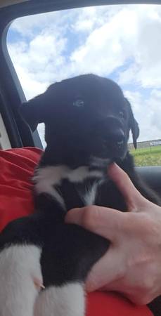 Stolen puppy 1
